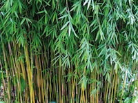 Bamboo Beste Fargesia Jiuzhaigou