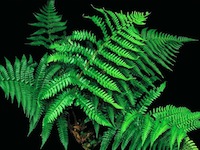 Dryopteris championii