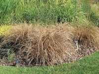 Carex flagellifera