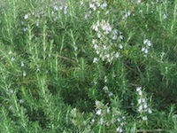 Rosemary