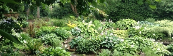 National Hosta Collection